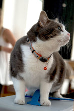 Load image into Gallery viewer, Rogz Nightcat Cat Collar (Orange) (One Size)