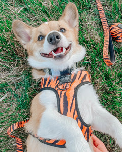 Leash - Paw Of The Tiger