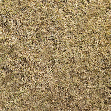 Load image into Gallery viewer, Animal Dreams Mayfield Compressed Straw (Beige) (Large)