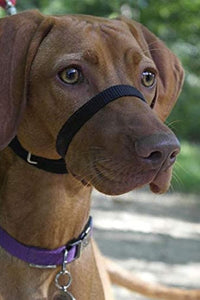 Canny Dog Training Collar (Purple) (3)