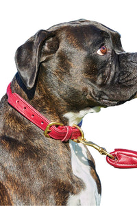 Weatherbeeta Rolled Leather Dog Collar (Maroon) (XL)