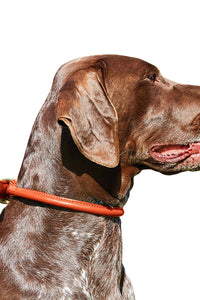 Weatherbeeta Rolled Leather Dog Collar (Tan) (M)