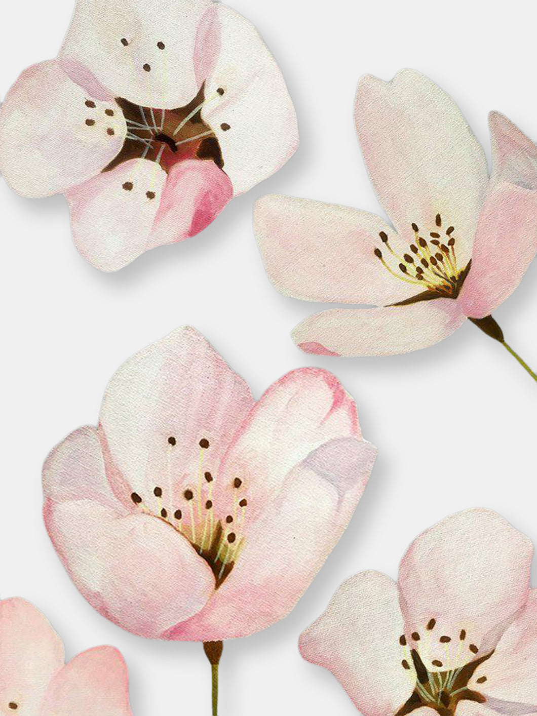 Art Print:  Cherry Blossoms on Grey