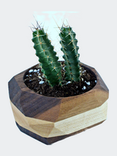 Load image into Gallery viewer, Geometric Cactus &amp; Succulent Planter