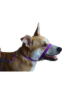 Canny Dog Training Collar (Purple) (3)