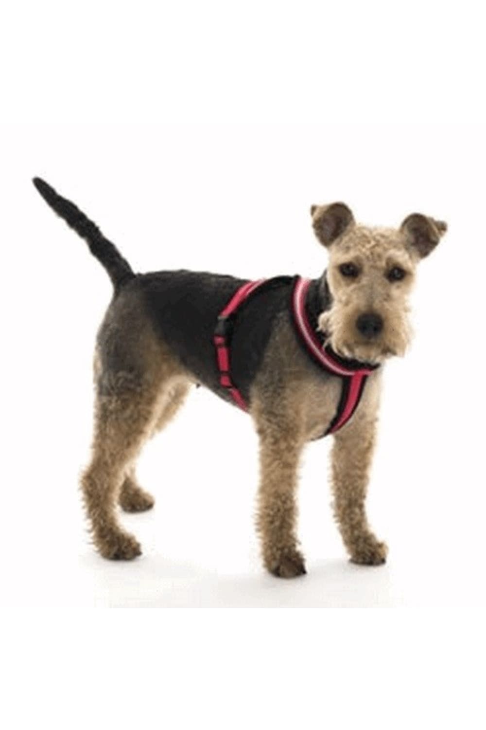 The Company Of Animals Comfy Dog Harness (Red) (Medium)