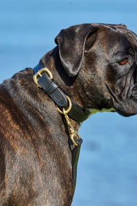 Weatherbeeta Padded Leather Dog Collar (Black) (XXL)