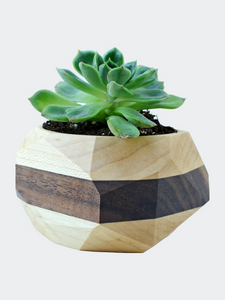 Geometric Cactus & Succulent Planter