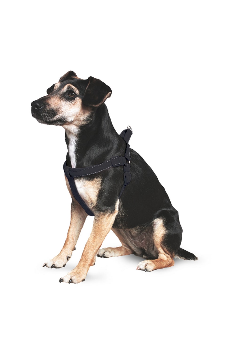 Ancol Pet Products Padded Dog Exercise Harness (Black) (Extra Large)