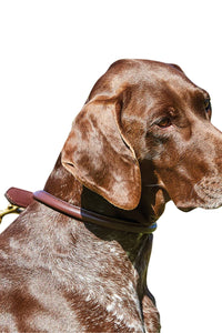 Weatherbeeta Rolled Leather Dog Collar (Brown) (XS)
