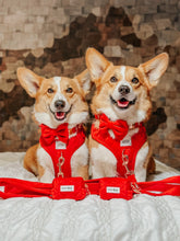 Load image into Gallery viewer, Dog Bowtie - Red Velvet