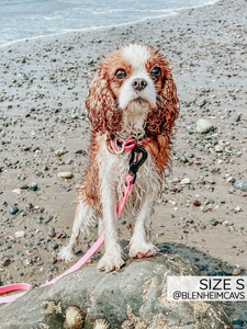 Waterproof Collar - Pink