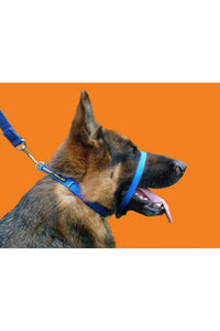 Canny Anti-Pull Dog Collar (Blue) (Size 3)