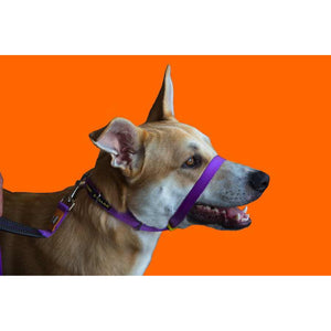 Canny Anti-Pull Dog Collar (Purple) (Size 5)