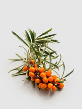 Load image into Gallery viewer, Sea Buckthorn Seed Oil
