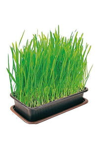 Vitakraft Cat Grass (May Vary) (4oz)