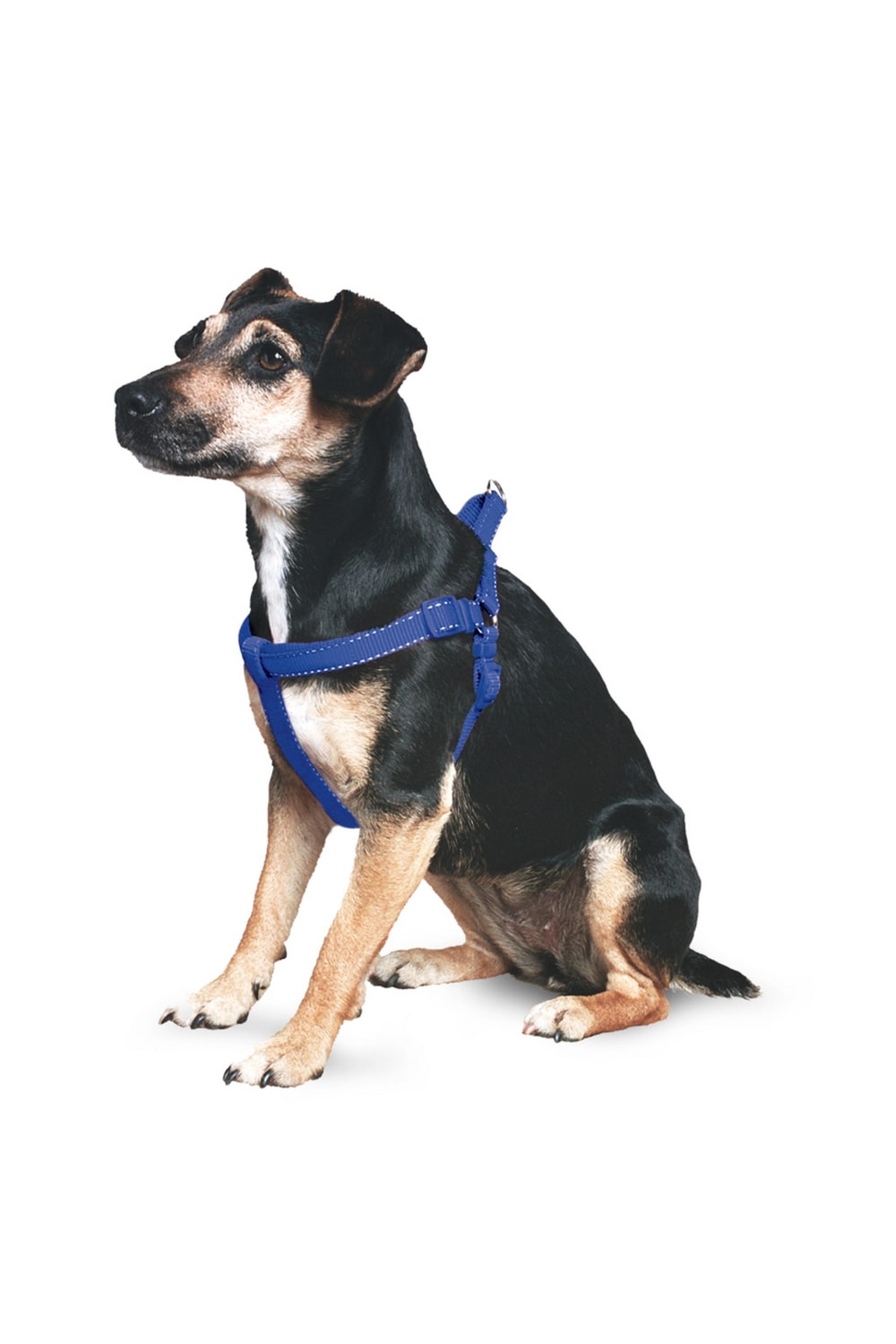 Ancol Pet Products Padded Dog Exercise Harness (Blue) (Small)