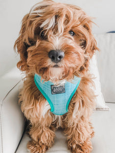 Reversible Harness - Wag Your Teal