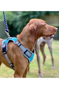 Henry Wag Travel Dog Harness (Blue/Gray) (Medium)