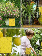 Load image into Gallery viewer, 6 x 8&quot; Yellow Sticky Traps for Flying Plant Insects Flies Gnats Whiteflies Aphids Pests