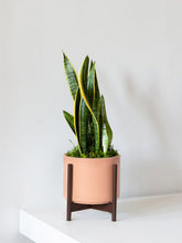 Load image into Gallery viewer, Medium Snake Plant with Mid-Century Ceramic Pot