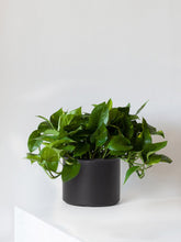 Load image into Gallery viewer, Medium Cascading Pothos with Mid-Century Ceramic Pot