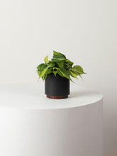 Load image into Gallery viewer, Small Philodendron Brasil with Mid-Century Ceramic Pot and Wood Plinth