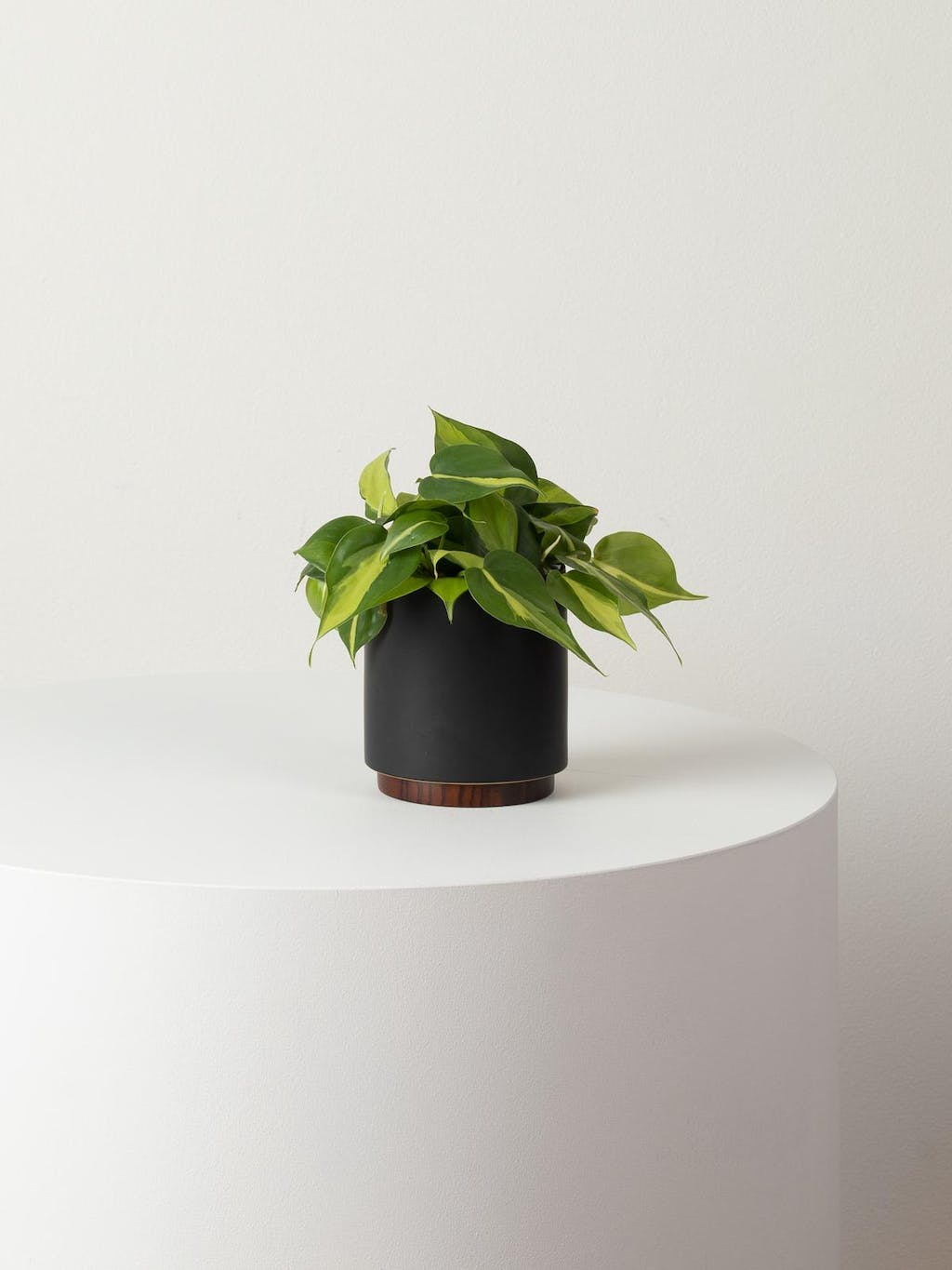 Small Philodendron Brasil with Mid-Century Ceramic Pot and Wood Plinth