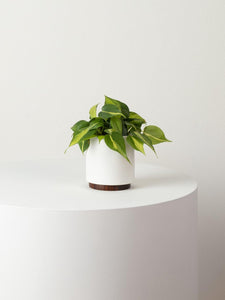 Small Philodendron Brasil with Mid-Century Ceramic Pot and Wood Plinth