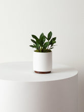 Load image into Gallery viewer, Small Zanzibar Gem with Mid-Century Ceramic Pot and Wood Plinth