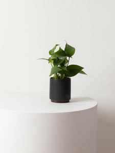 Small Jade Pothos with Mid-Century Ceramic Pot and Wood Plinth