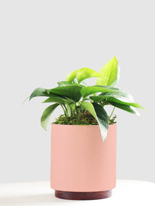 Small Jade Pothos with Mid-Century Ceramic Pot and Wood Plinth