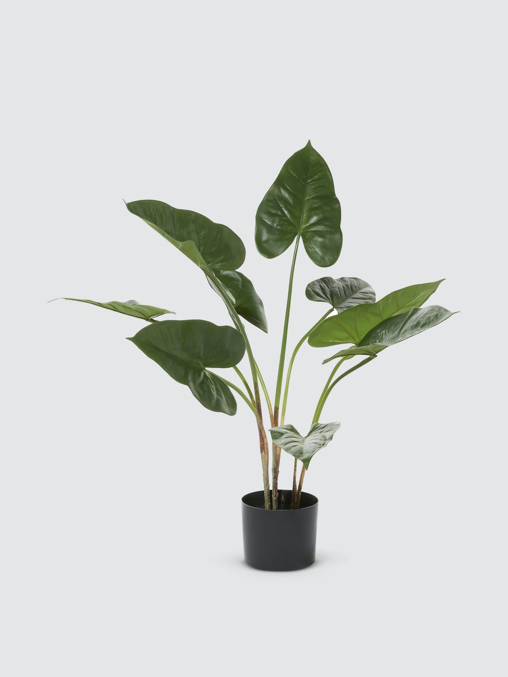 Anthurium Leaf Potted Plant