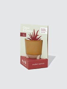 Desert Oasis Aloe Glow & Grow Kit
