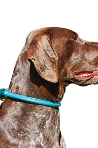 Weatherbeeta Rolled Leather Dog Collar (Teal) (XXL)