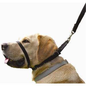 Canny Dog Training Collar (Black) (Colossus)