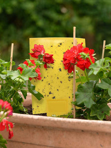 6 x 8" Yellow Sticky Traps for Flying Plant Insects Flies Gnats Whiteflies Aphids Pests