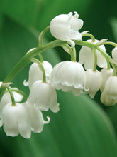 Load image into Gallery viewer, Lily of the Valley Perfume Oil