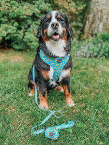 Leash - Peeling Sassy