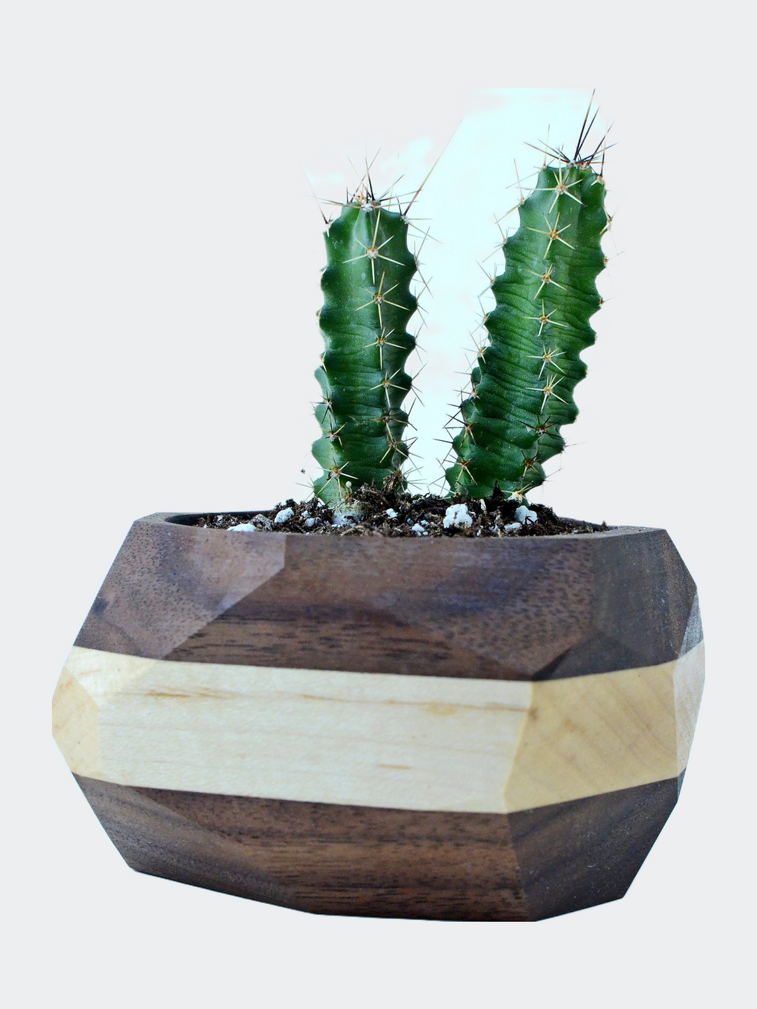 Geometric Cactus & Succulent Planter