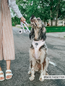 Leash - Dainty Daisy