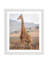 Load image into Gallery viewer, Giraffe in The Wild