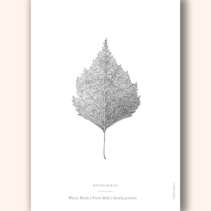 Warty Birch Leaf Art Print